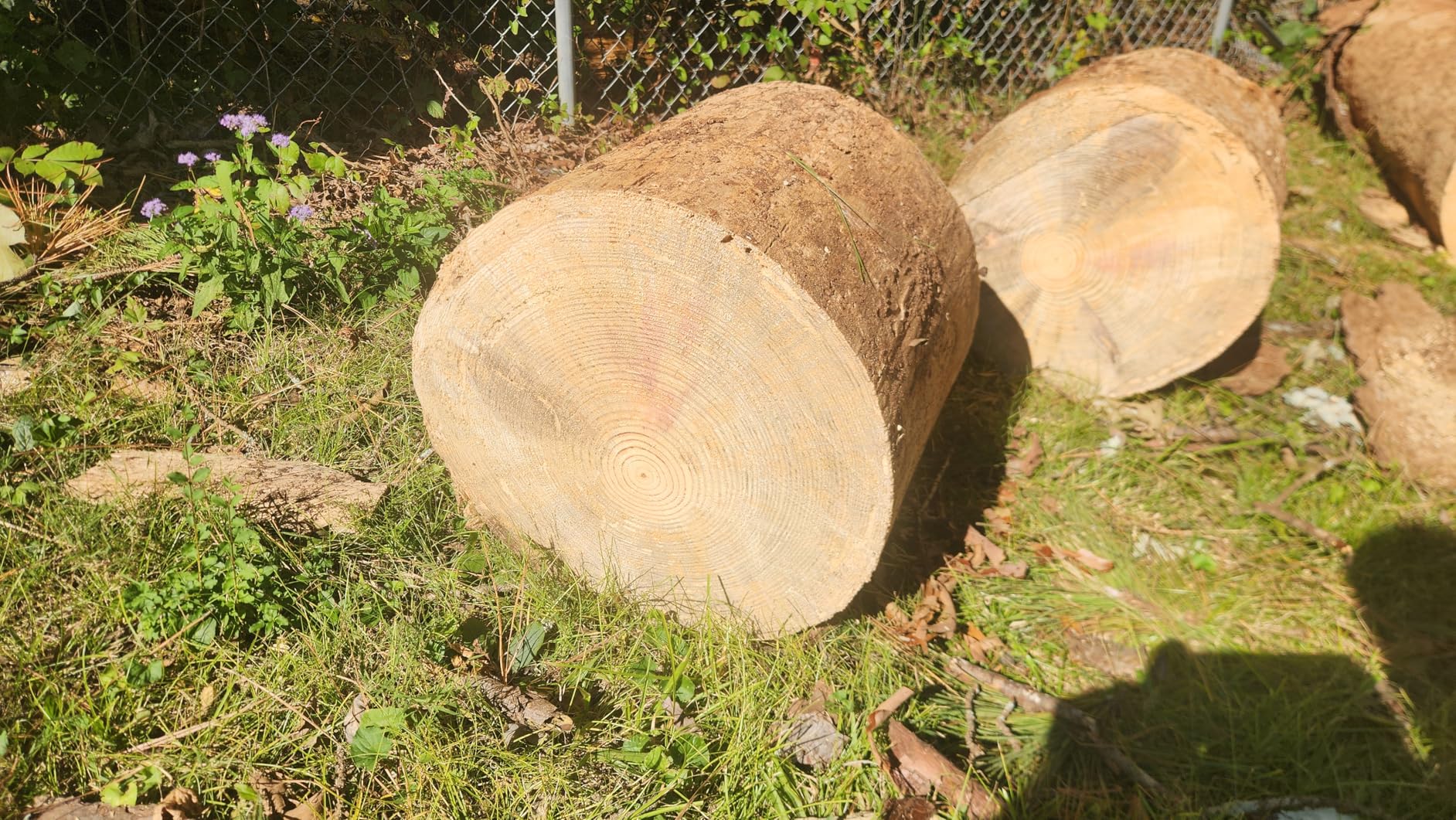 SEESII 40V 16-Inch Cordless Chainsaw: Brushless Electric Chain Saws with 2×4.0Ah Batteries & Charger, Tool-Free Chain Tension, Auto Oiling customer photo 1