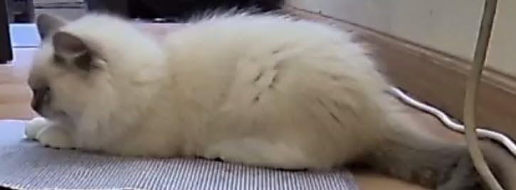 Furbo Mini 360° [Subscription Required] New 2K QHD Pet Camera - Unlock w/Paid Plan: Dog & Cat Safety Alerts, Rotating Treat Toss, 2-Way Speaker customer photo 1