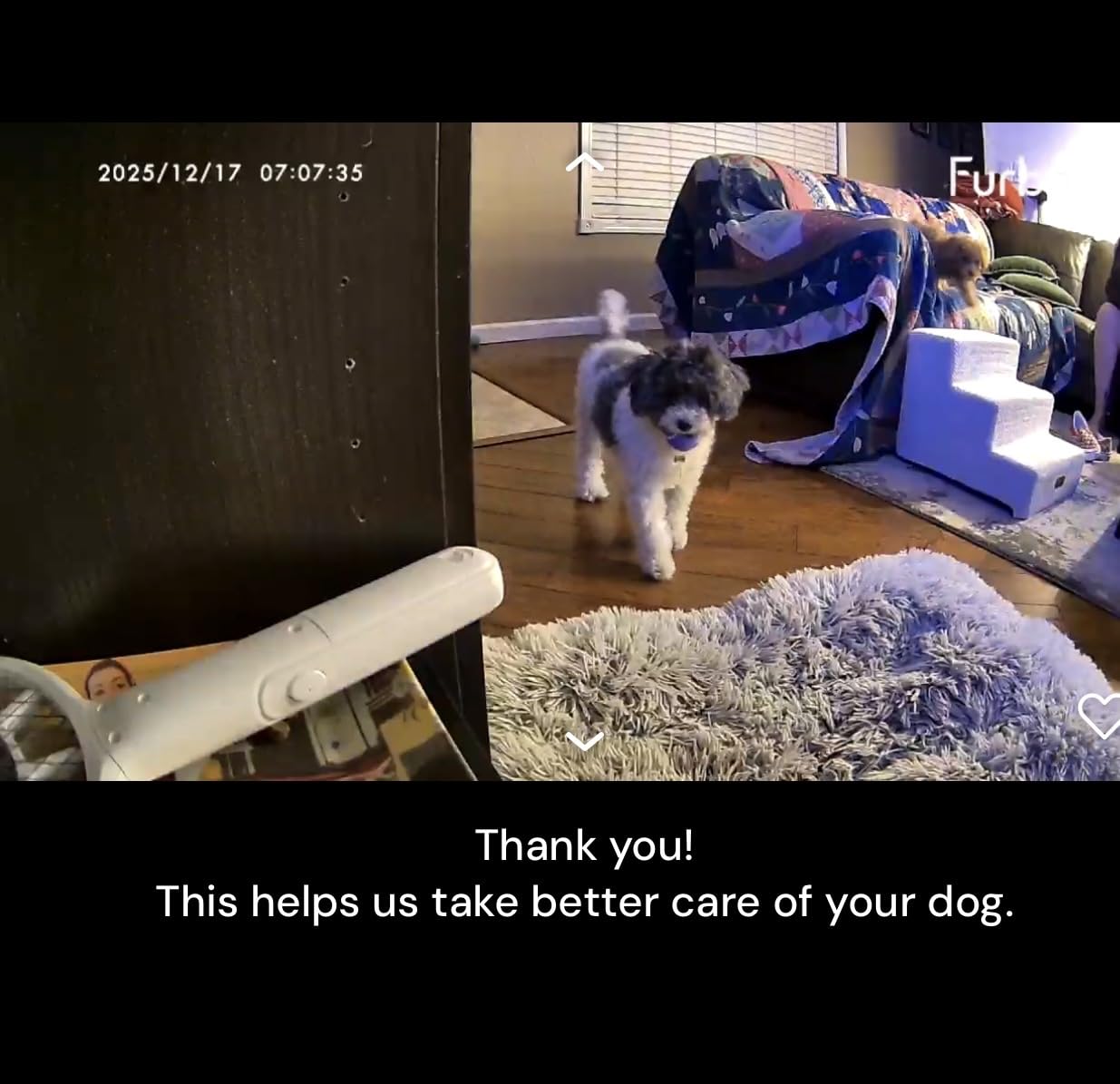 Furbo Mini 360° [Subscription Required] New 2K QHD Pet Camera - Unlock w/Paid Plan: Dog & Cat Safety Alerts, Rotating Treat Toss, 2-Way Speaker customer photo 2