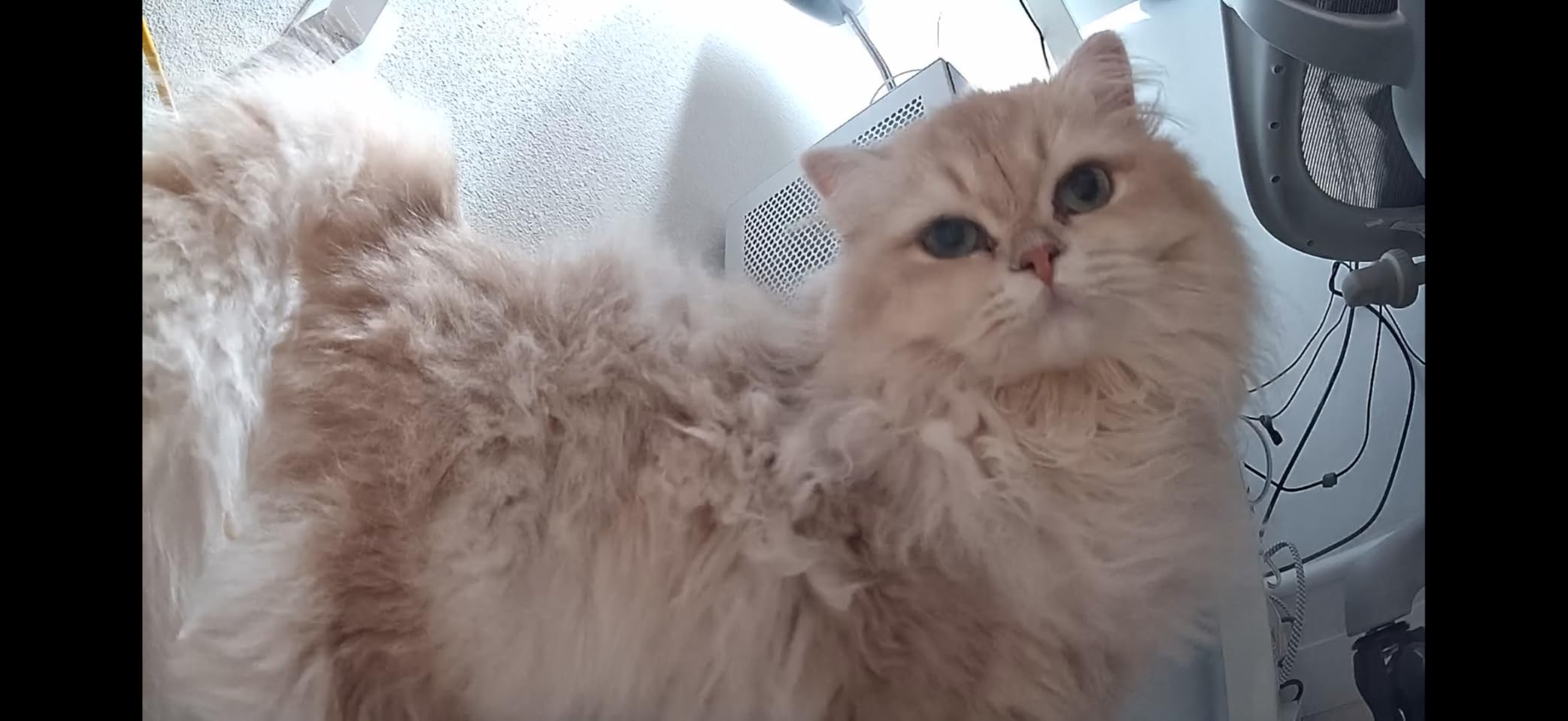 PETLIBRO AI Dog Camera Pet Camera Indoor with Phone App [Multi-Pet Recognition, Daily Activity Analysis & Smart Summaries] Cat Cam 360° View, 1080P Dog Cam Night Vision, 2-Way Audio Home Camera WiFi customer photo 2