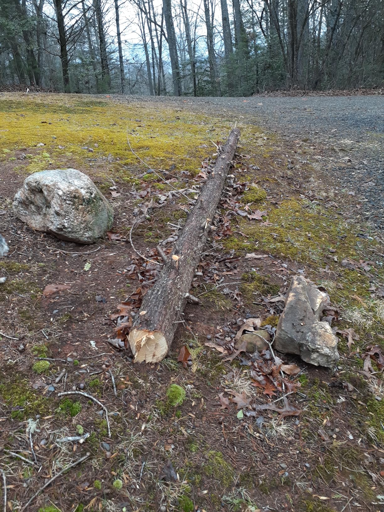 2-in-1 6 In Mini Chainsaw & Electric Pole Saw, Electric Pole Saws for Tree Trimming, 21V Cordless Battery Chainsaw Powered with 2 Batteries, Lightweight Tree Trimming Tool for Small Branches customer photo 1