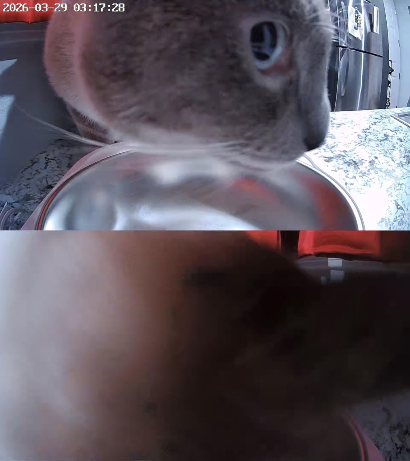Automatic Cat Feeder with Two 1080P Camera for 2 Cats: 7L Automatic Dog Feeder with Night Vision & Slow Feed, 5G WiFi Auto Cat Food Dispenser for Multiple Pet, Detachable for Clean(ACF180W-C) customer photo 2