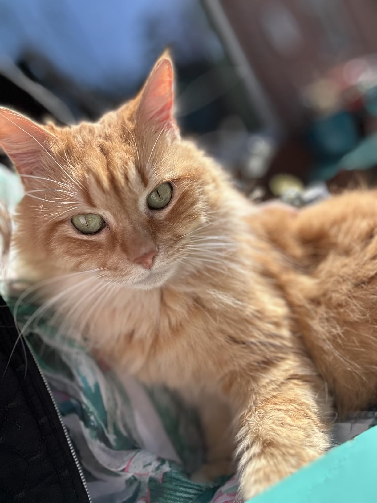 Self Warming Pet Bed for Cats & Dogs, Heated Pet Mat, 2.0 Upgraded Thermal Foil Heating Pad, Plush Self-Heating Bed for Crate, Floor, with Removable Washable Cover, Non-Slip, Gray, 18x27 customer photo 2