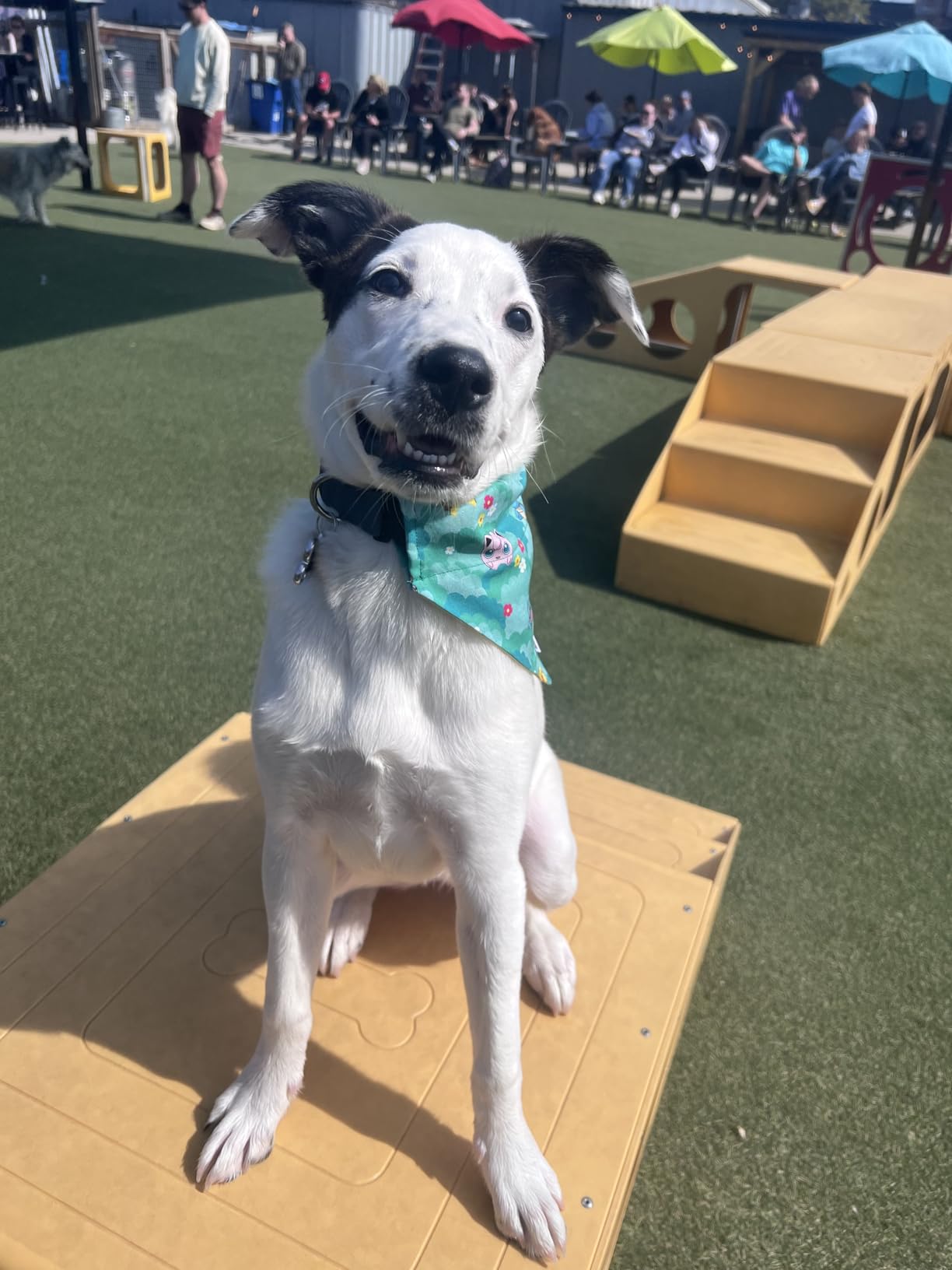 Fi New Series 3+ Smart Dog Tracker Collar [6 Month Membership Included] GPS Tracker for Dogs with Health & Behavior Monitoring, Escape Alerts, Waterproof, LED, Apple Watch Compatible (Pink, Medium) customer photo 2