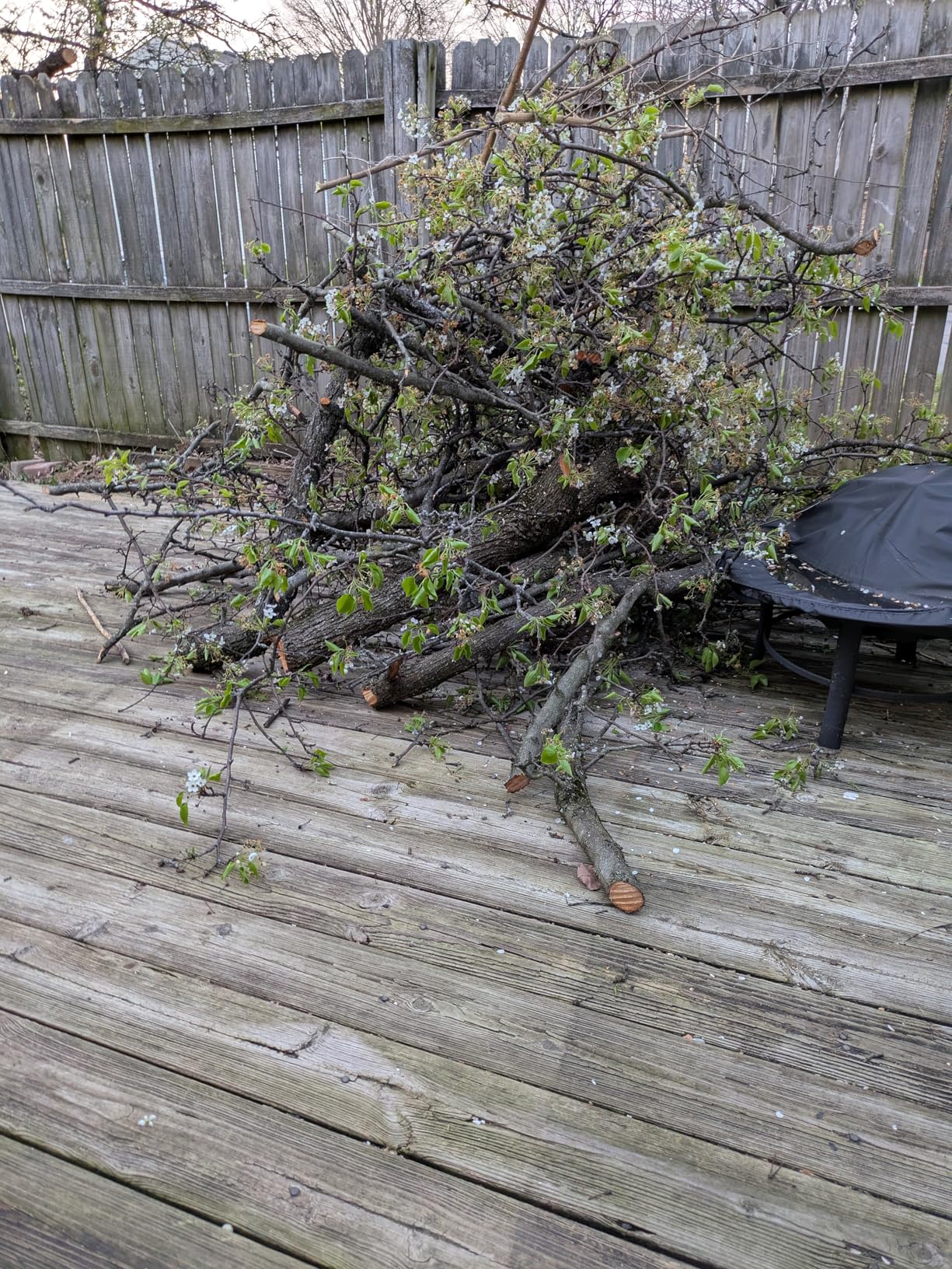 SEESII Electric Chainsaw Cordless 12-inch, Handheld Chain Saws with a 4.0Ah Battery, Tree Saw with Tool-free Chain Tension, Auto Oiling customer photo 1