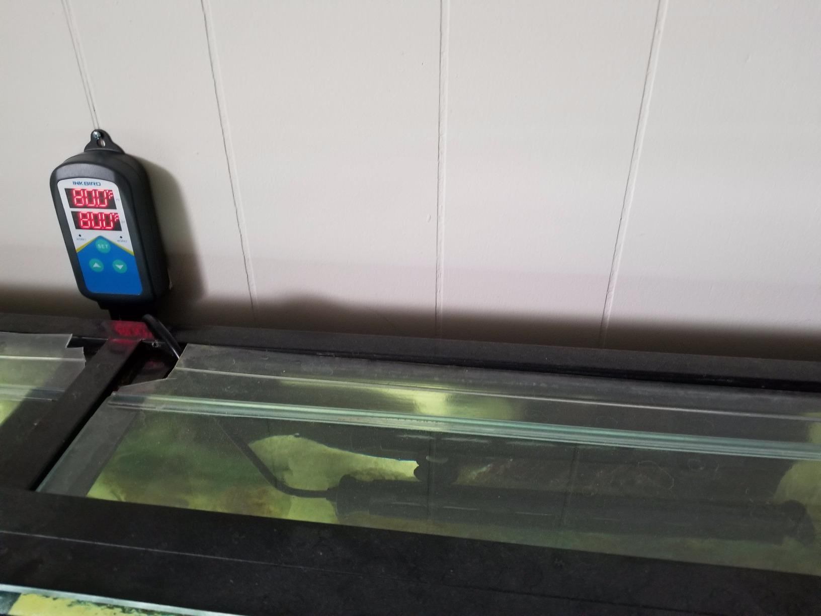 Finnex Titanium Aquarium Heater, 300 Watt THD Series Standard, Heater Guard, Made in Taiwan customer photo 2