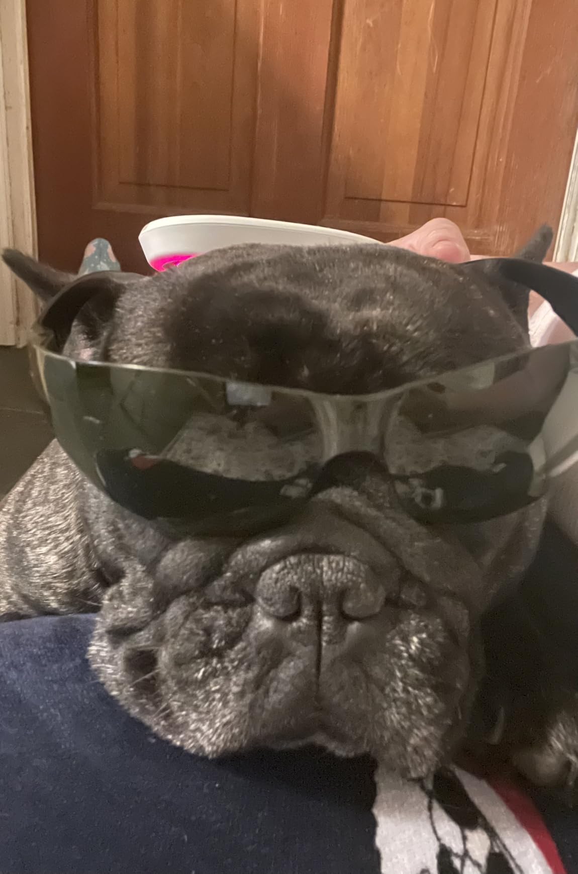 Cold Laser Therapy Device - Low Level Laser Therapy (LLLT) Wand 3x808nm + 18x650nm, Handheld Red & Infrared Light Therapy for Humans & Pets - Red Light Therapy for Dogs & Cats, Joint & Muscle Relief customer photo 1