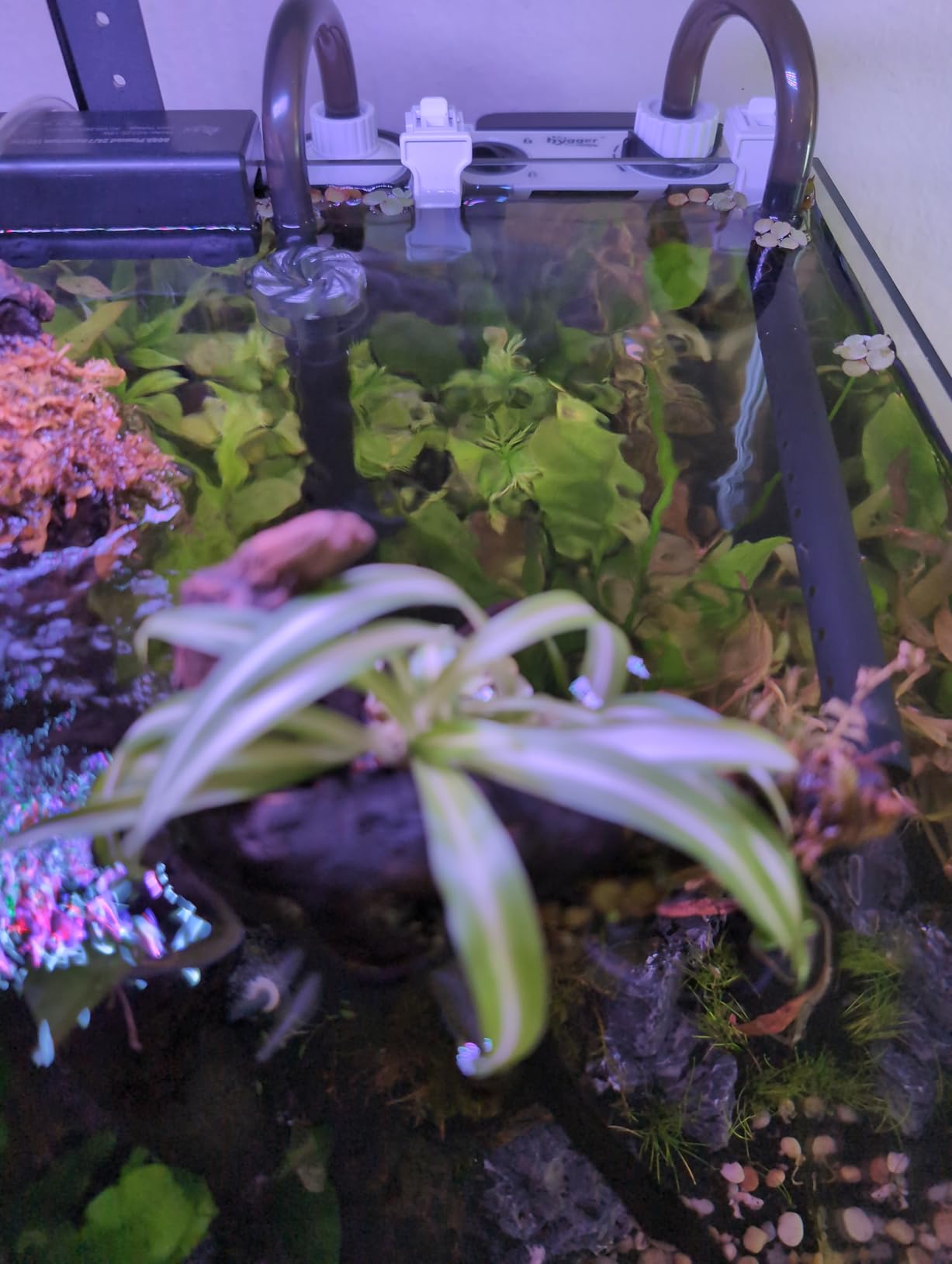 hygger Quiet Hang On Back Aquarium Filter 5-30 Gallon Small Fish Tank Canister Filter with Surface Skimmer Spray Bar 3 Floss Pads Bio Filter Media Adjustable Flow, Easy Water Change 132 GPH customer photo 2