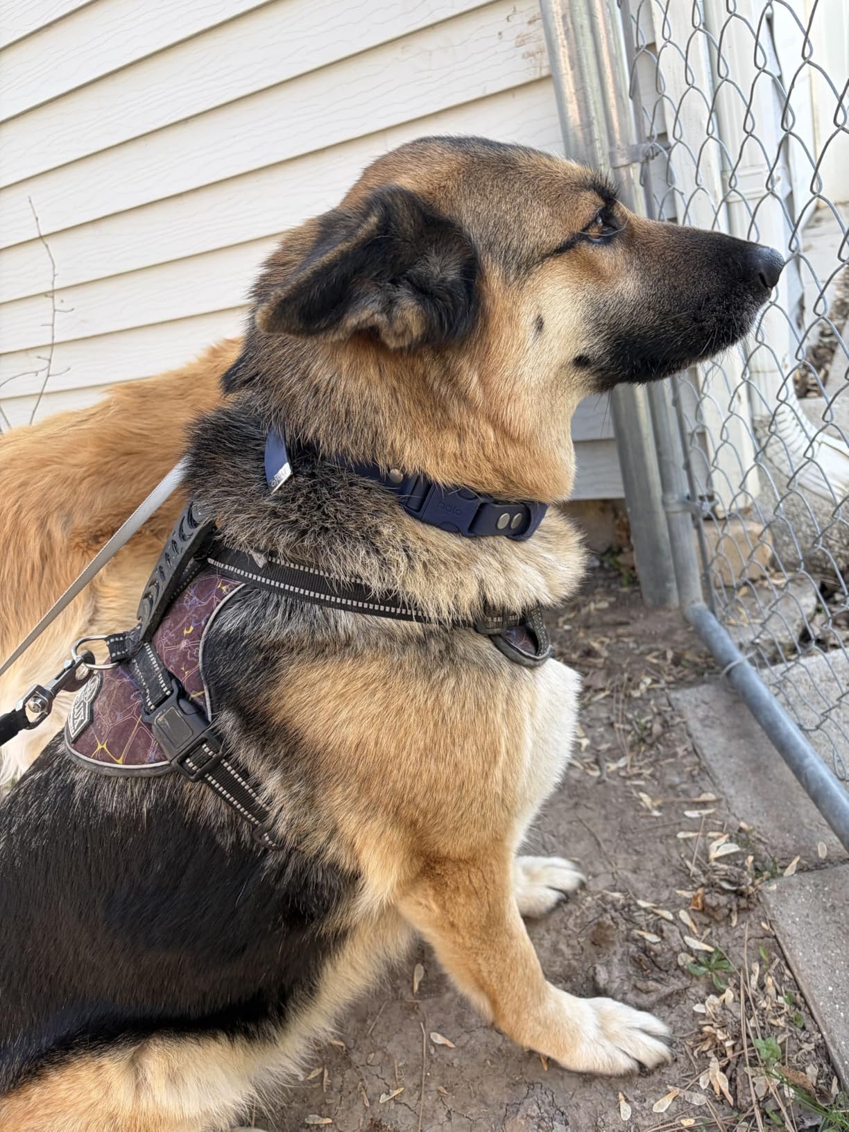 Halo Collar 5 Wireless Dog Fence & GPS Dog Collar - Keep Your Dog Safely Contained Outdoors with App-Controlled Boundaries and Real-Time Tracking customer photo 2