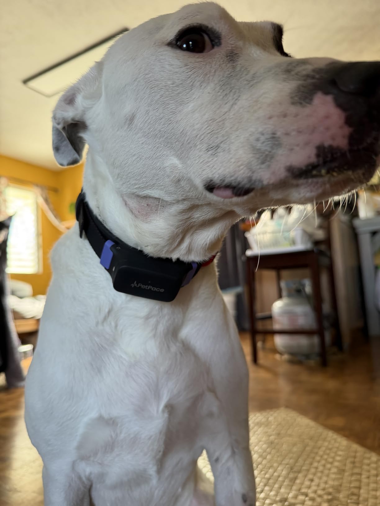 NEW Dog Health Monitor V3.0 by PetPace - AI Smart Collar with 24/7 Vital Signs, Pain & GPS Tracking, Telehealth AskaVet & Share With Your Vet, Smartwatch Sync - Subscription Required (Large) customer photo 2