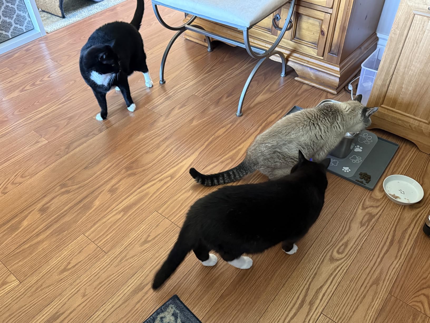 Veken Innovation Award Winner Stainless Steel Cat Water Fountain, 108oz/3.2L Automatic Pet Fountain Dog Water Dispenser with 3 Replacement Filters & Silicone Mat, Gifts for Cats, Dogs (Silver) customer photo 2