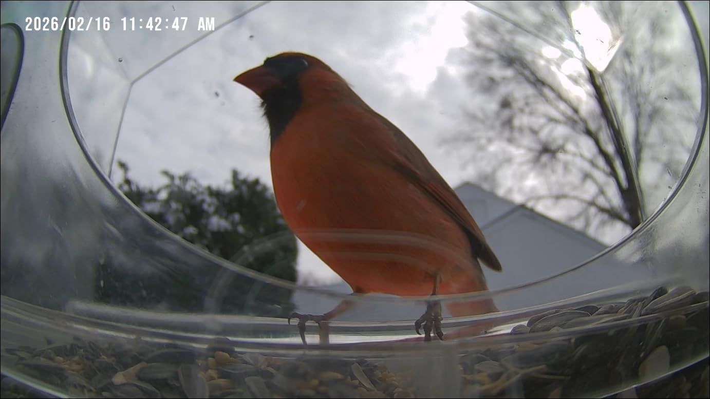 Dzees Window Bird Camera with Strong Suction Mount, 2K HD WiFi Bird Watching Camera with AI Bird Recognition, Live Streaming & Two-Way Audio, 32GB SD Included, Cloud Storage Support customer photo 1