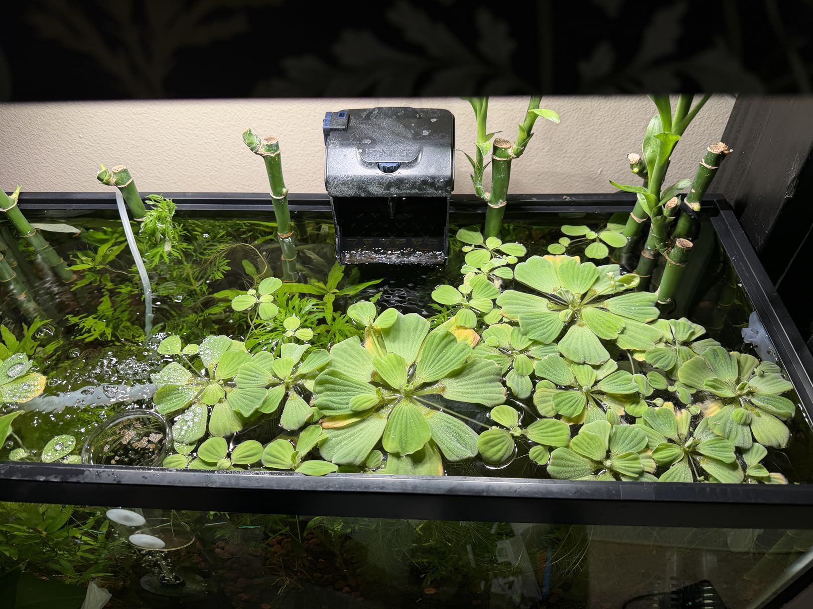 Sicce Aqua Filtra 10 Hang On Back Aquarium Fish Tank Power Filter Up to 10 Gallon Aquariums - Quiet 3-Stage HOB for Freshwater & Saltwater customer photo 2