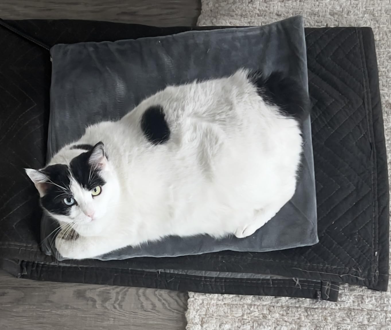 BECEMURU Pet Heating Pad for Dogs & Cats, 36