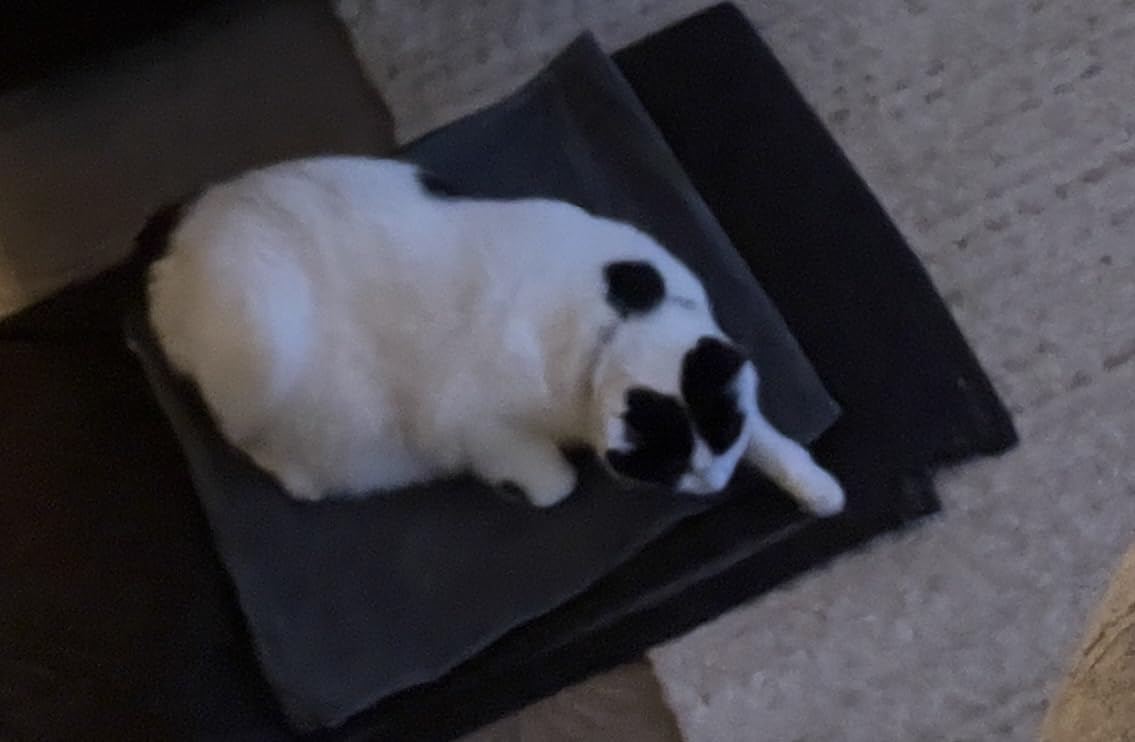 BECEMURU Pet Heating Pad for Dogs & Cats, 36