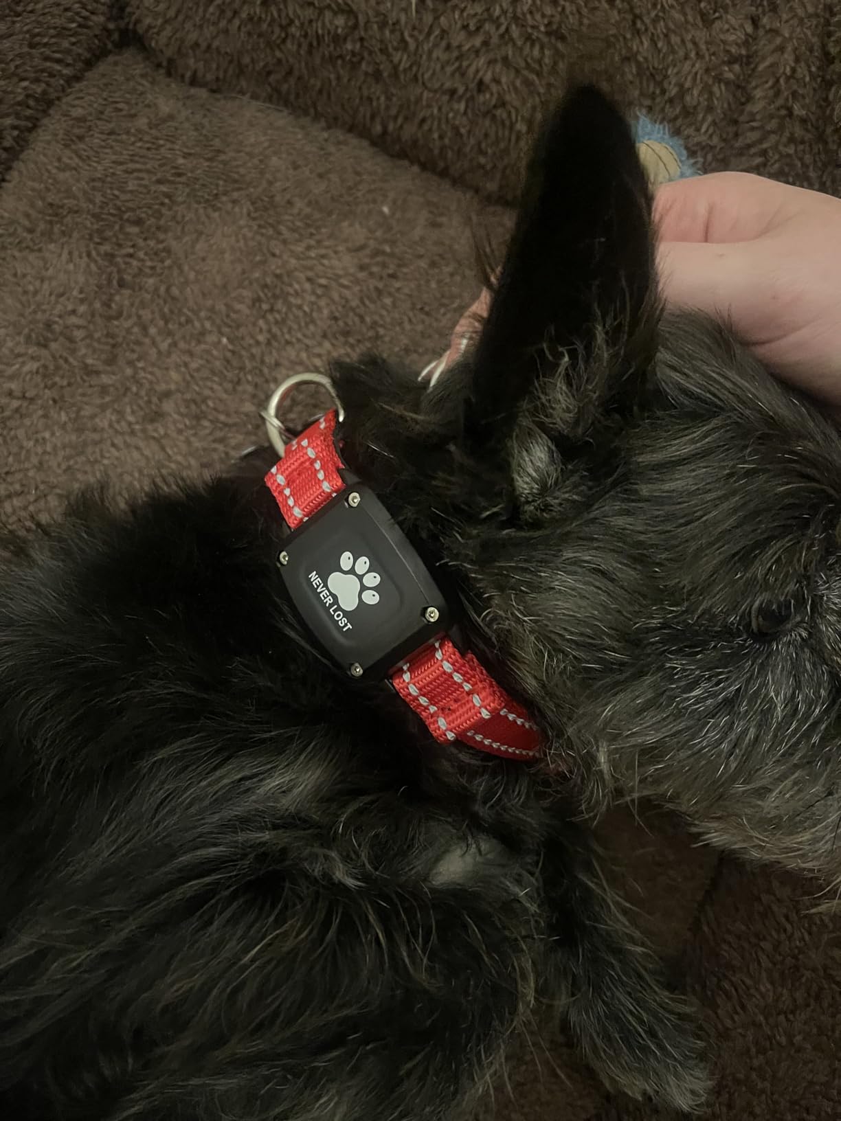 GPS Dog Collar Tracker 2-in-1, Reflective Waterproof Pet Collar, iOS-Only, No Monthly Fees, Unlimited Range, Ideal for Dog Tracking, for Small Dogs (S 12.6