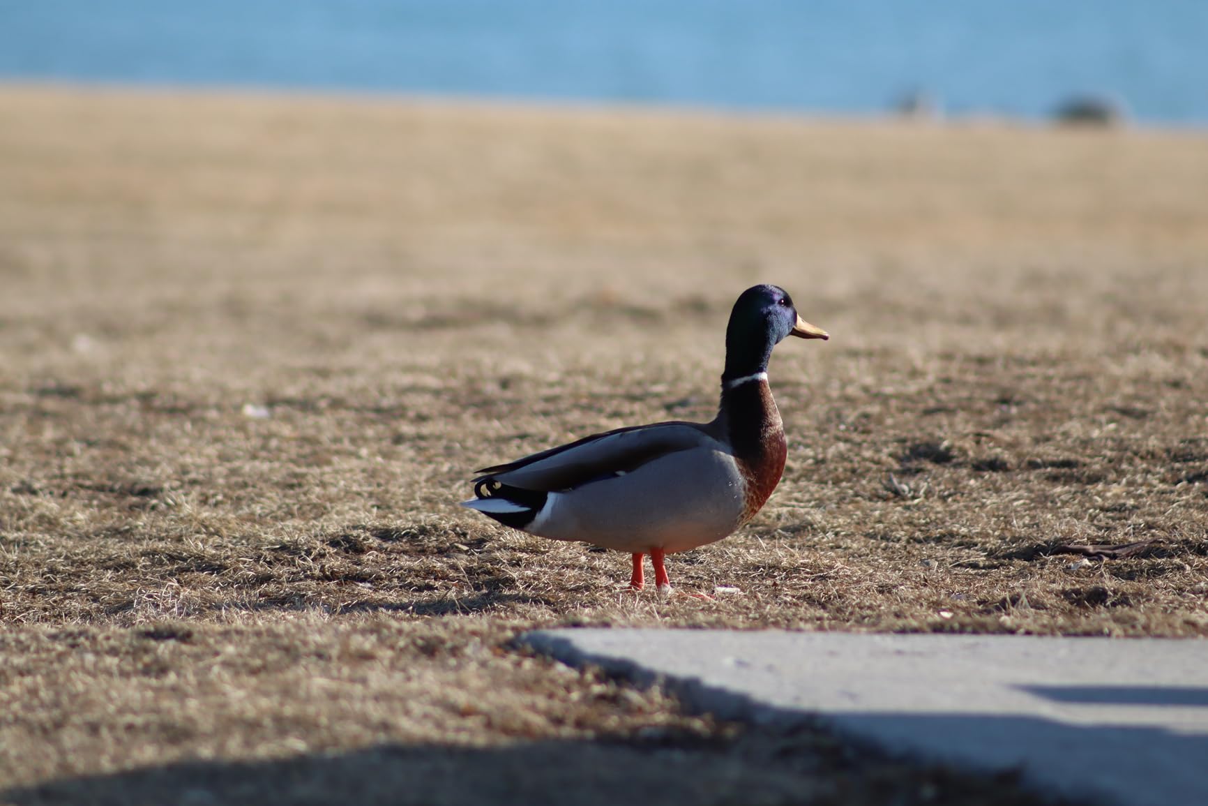 Canon RF 75-300mm f/4-5.6 Lens | Compact Telephoto Zoom with Versatile Focal Range & Smooth Autofocus | Great for Sports, Wildlife, Travel & Everyday Photography (7155C002) + Shoulder Bag + 64GB Card customer photo 2