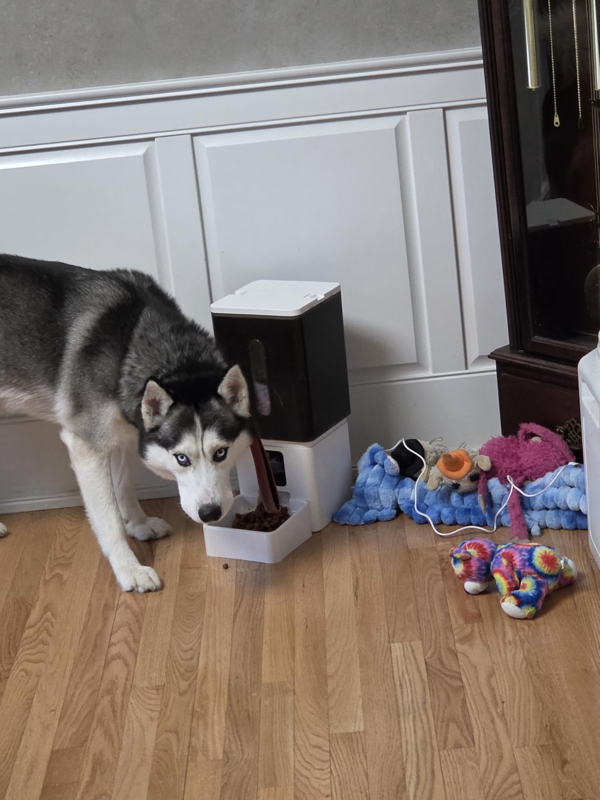 Large Dog Automatic Feeder with Camera: 12L/50 Cups Home Smart Dog Feeder for 20 Days Feeding - Anti-Clog with 20mm Wide Chute for Big Breed Owner customer photo 1