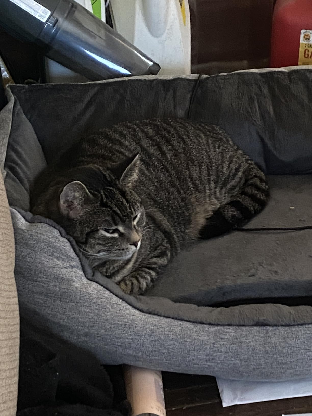 Heated Dog Bed with Auto Sensing Heated pad, 3-Temperature Settings & Chew-Resistant Cord - 33x25 Inch Luxury Sofa-Style Heated Pad for Large Dogs customer photo 1