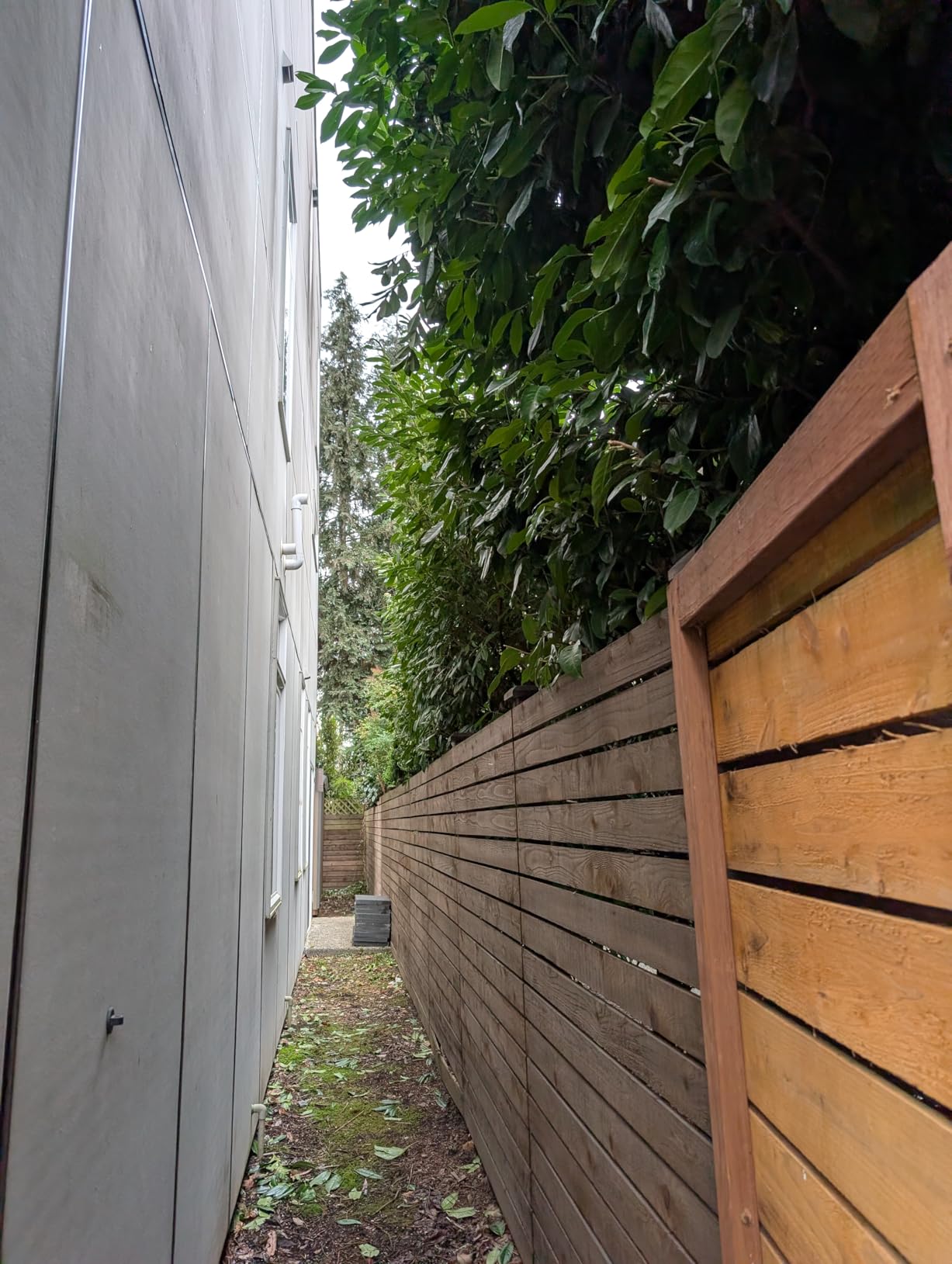 20V Cordless Pole Hedge Trimmer, 15-Feet Reach with 2X4.0Ah Batteries & Fast Charger, 5/8-Inch Cutting Capacity, Electric Bush Trimmer with Extension Pole customer photo 1