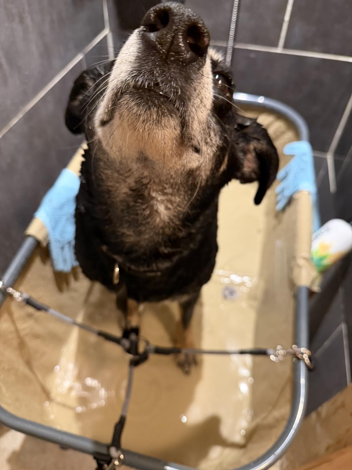 SereneLife Foldable Dog Bath Tub with Adjustable Height, 360° Access, Drain Hose & Storage Pockets - 130 lb Capacity Grooming Station for Indoor/Outdoor Use (Gray) customer photo 1