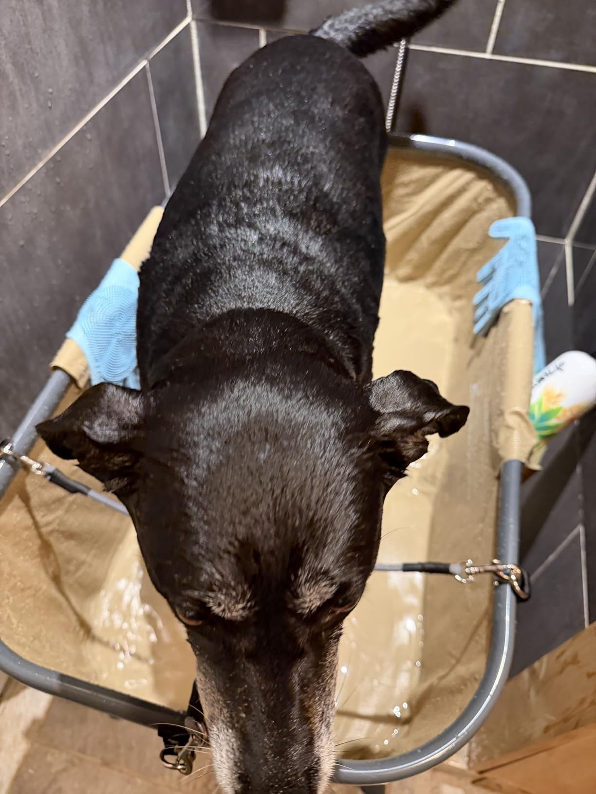 SereneLife Foldable Dog Bath Tub with Adjustable Height, 360° Access, Drain Hose & Storage Pockets - 130 lb Capacity Grooming Station for Indoor/Outdoor Use (Gray) customer photo 2