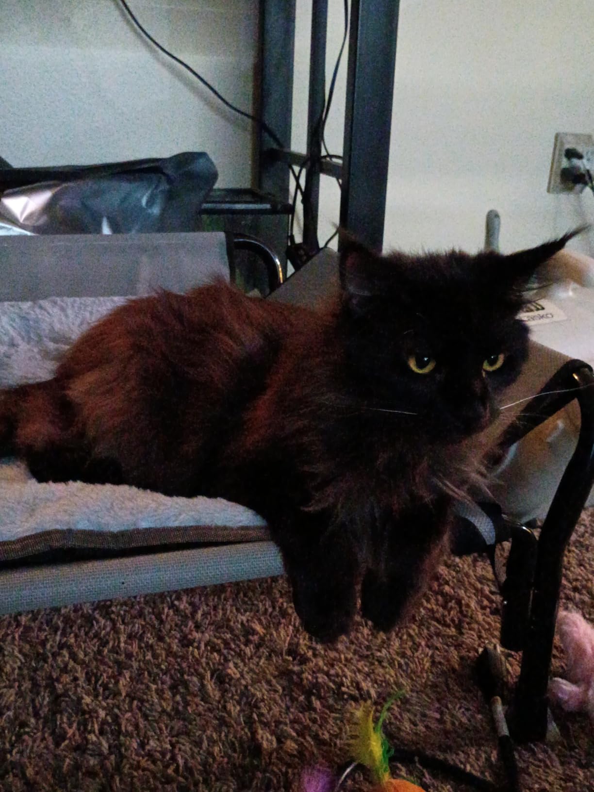 Veehoo Elevated Dog Bed with Plush Heated Mat, Raised Dog Bed with Waterproof Heating Pads for Cats & Dogs Outdoor Indoor, Heated Dog Sofa Bed with Power Line Protection Tube, 47.2 x 31.9, Grey customer photo 1