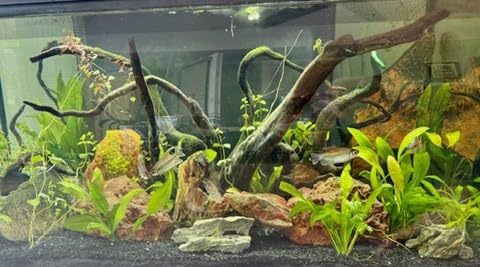 Digital Aquarium Water Test Kit, App-Enabled 10-in-1 Freshwater & Saltwater Aquarium Test Strips for Fish Tanks, Shrimp, Reef Test Strips, pH, Ammonia, Nitrate, Nitrite, GH, KH, Chlorine customer photo 1