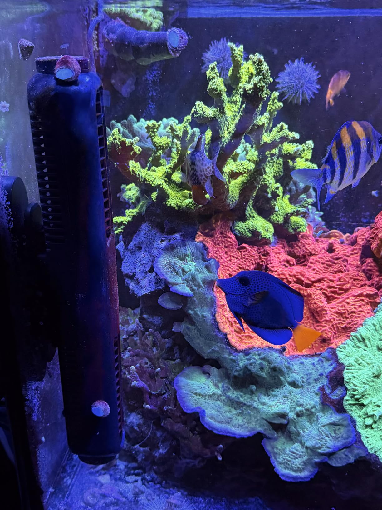 Wave Maker for Aquarium, 4750 GPH Adjustable Aquarium Powerhead with External Controller, Quiet Aquarium Circulation Pump Gyre Wavemaker for Reef Tank Saltwater Freshwater Fish Tank customer photo 2