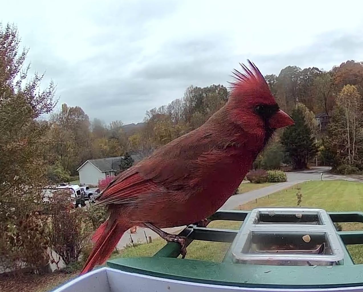 48MP Trail Camera, AI Animal Detection Cellular Trail Camera 2K Live 4G LTE Built-in-SIM Real-Time Alert 0.1s Trigger Game Camera with Night Vision Motion Activated Waterproof IP66 Trail Cam customer photo 1