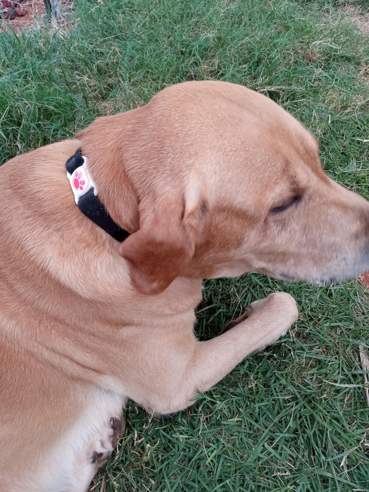 GPS Tracker for Dogs & Cats - No Monthly Fee, Waterproof Real-Time Tracking Collar for Pets, Kids, Luggage & Assets | 365-Day Battery Life | iOS & Android Compatible | Anti-Lost Device customer photo 1