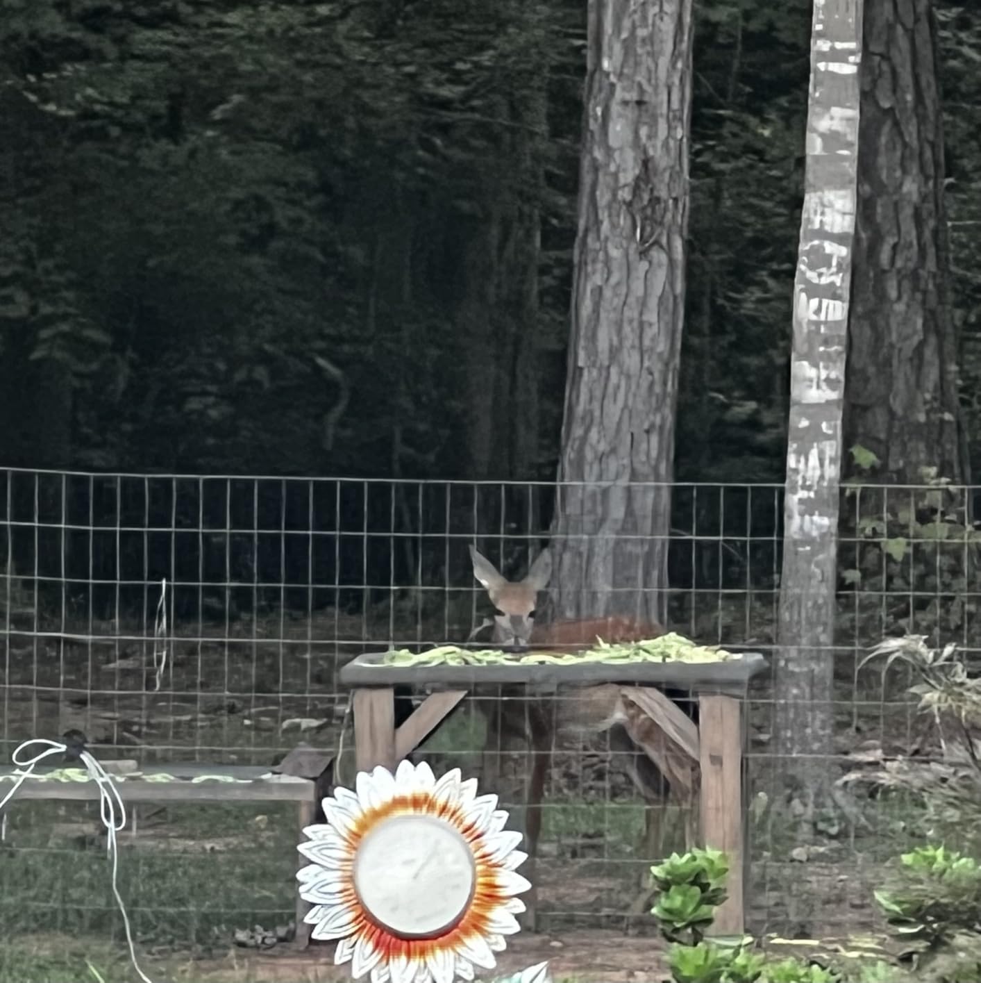 KJK Trail Camera 4K 64MP WiFi Bluetooth Game Camera, Night Vision Wildlife Hunting Camera, 0.1s Trigger Motion Activated, IP67 Waterproof, 130° Wide Angle, 16GB SD Card for Deer & Farm Security customer photo 2