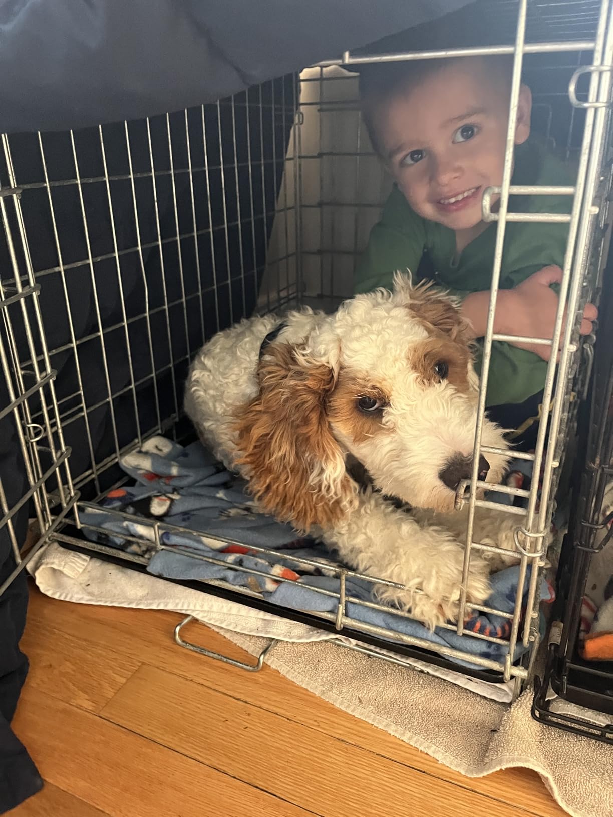 MidWest Homes for Pets 48-Inch LifeStages Crate for Extra-Large Breeds, 90-110 lbs, Double Door customer photo 1