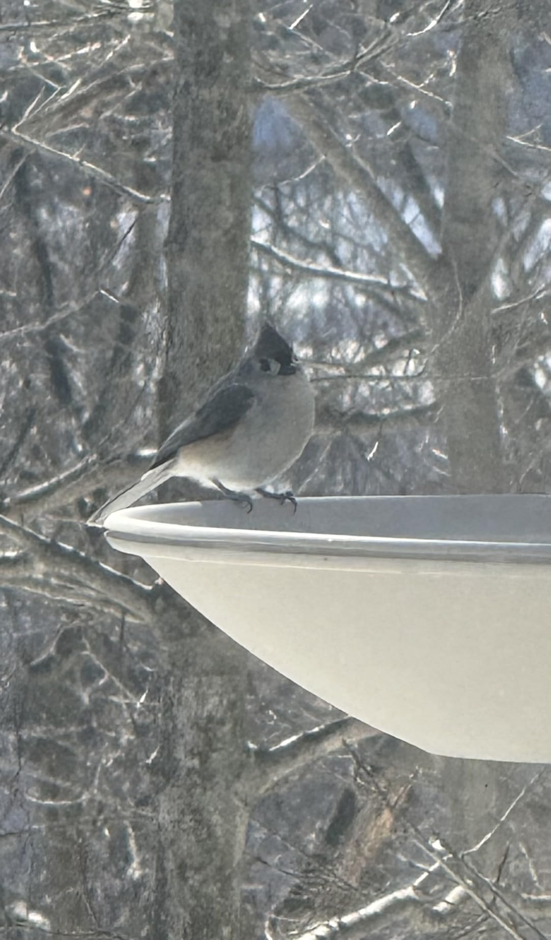 API® Heated Birdbath | Heated Bird Bath for Outdoors with Mounting Hardware customer photo 2
