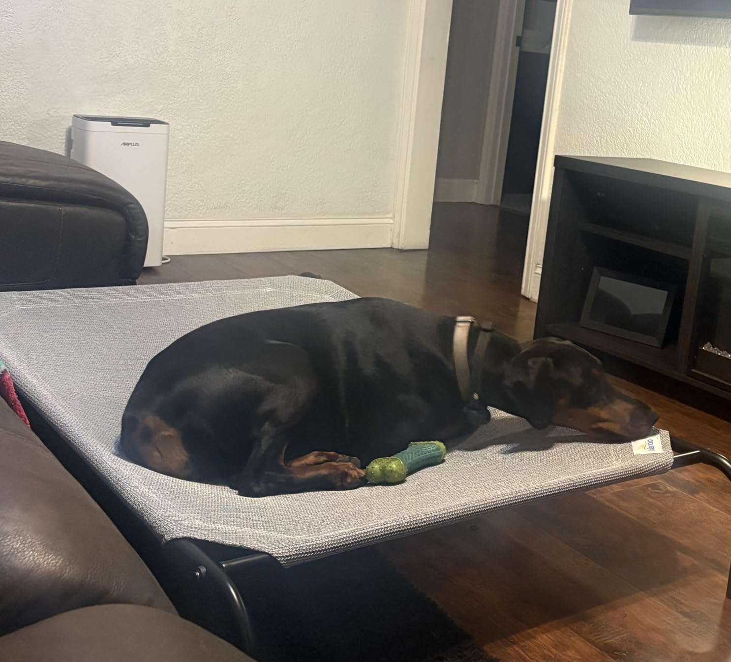Coolaroo Original Elevated Dog Bed - Breathable Off-The-Ground Pet Bed with Cooling Fabric, Joint Relief & Moisture-Resistant Fabric, 100% Recyclable, Easy Clean, Grey, Medium customer photo 1
