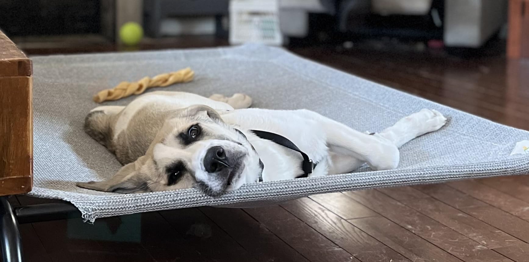 Coolaroo Original Elevated Dog Bed - Breathable Off-The-Ground Pet Bed with Cooling Fabric, Joint Relief & Moisture-Resistant Fabric, 100% Recyclable, Easy Clean, Grey, Medium customer photo 2
