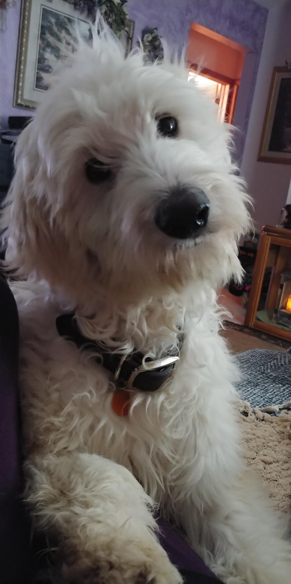 Wahl USA Pet-Pro Corded Clipper & Battery Trimmer Pet Grooming Combo Kit for Dogs with Light to Thick Coats, The Brand Used by Professionals - Model 9284 customer photo 1