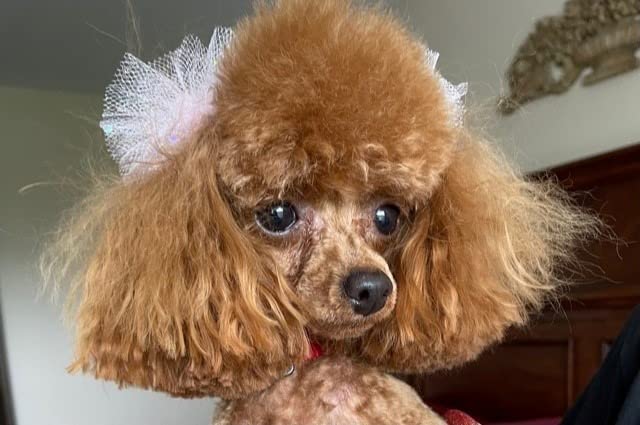 Wahl USA Pet-Pro Corded Clipper & Battery Trimmer Pet Grooming Combo Kit for Dogs with Light to Thick Coats, The Brand Used by Professionals - Model 9284 customer photo 2