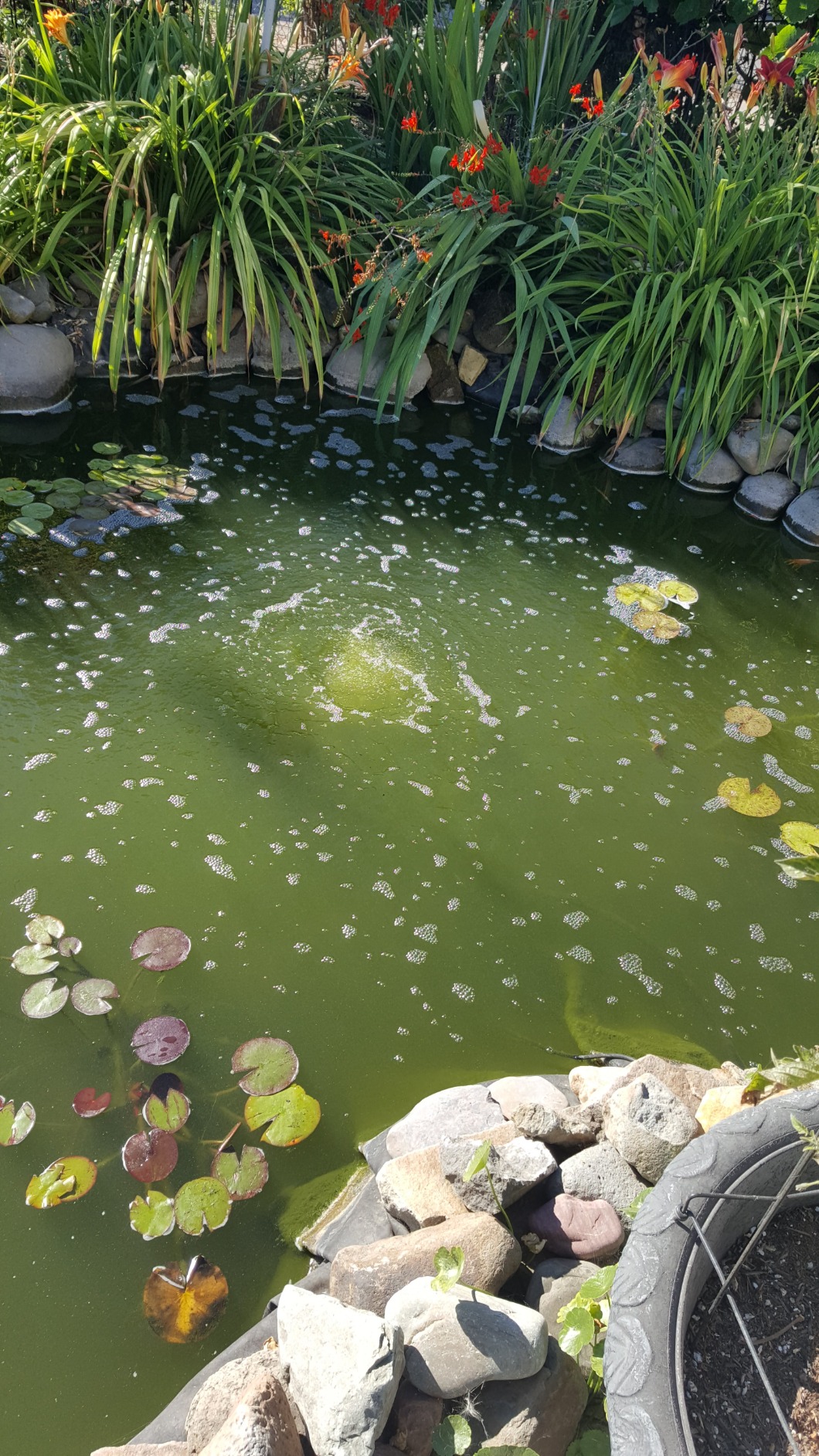 CrystalClear KoiAir 1, Complete Pond Aeration Kit with Dual Diffuser Sticks customer photo 1