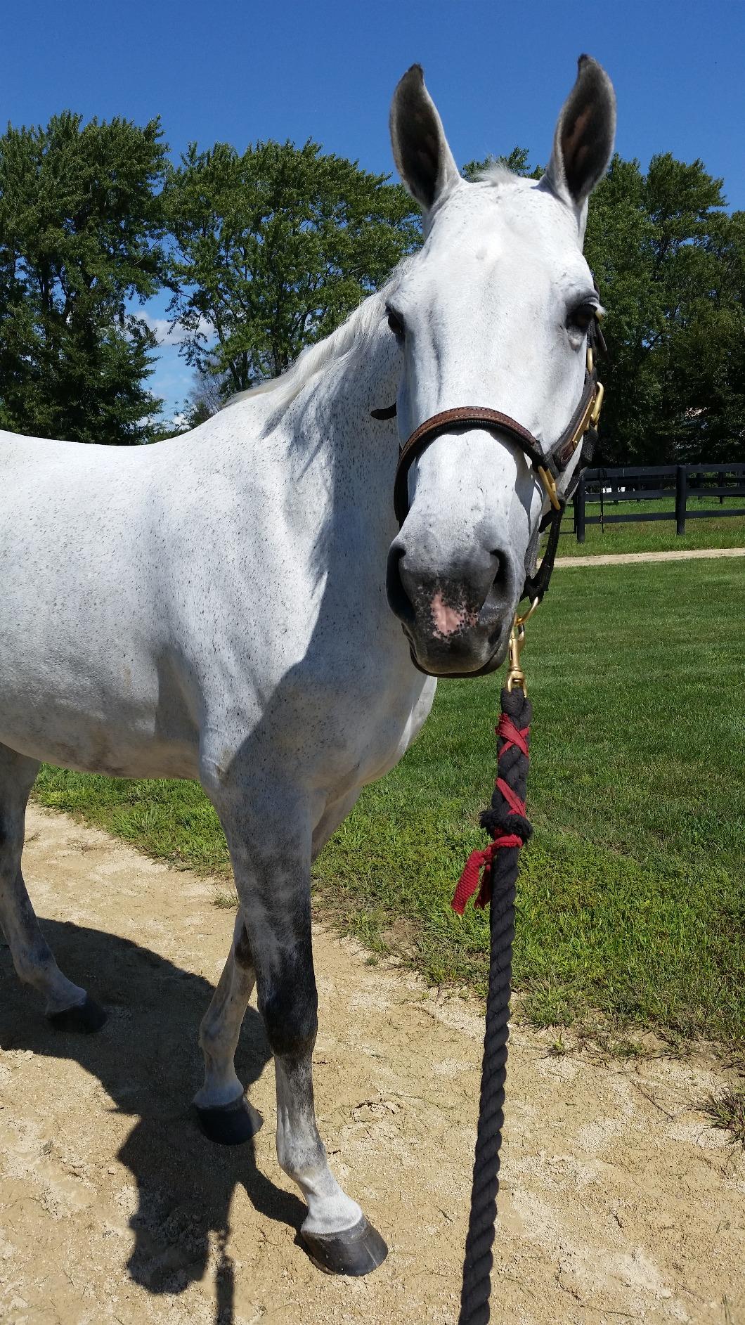 Shires Deluxe Haylage Net - Heavy-Duty Slow Feeder Hay Net for Horses & Ponies, Small-Hole Mesh to Reduce Waste customer photo 2