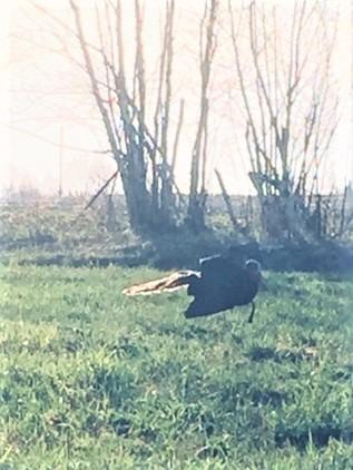 Primos Hunting Killer B Full Strut Turkey Decoy - Moveable Fan, 90 ft Pull Rope customer photo 2