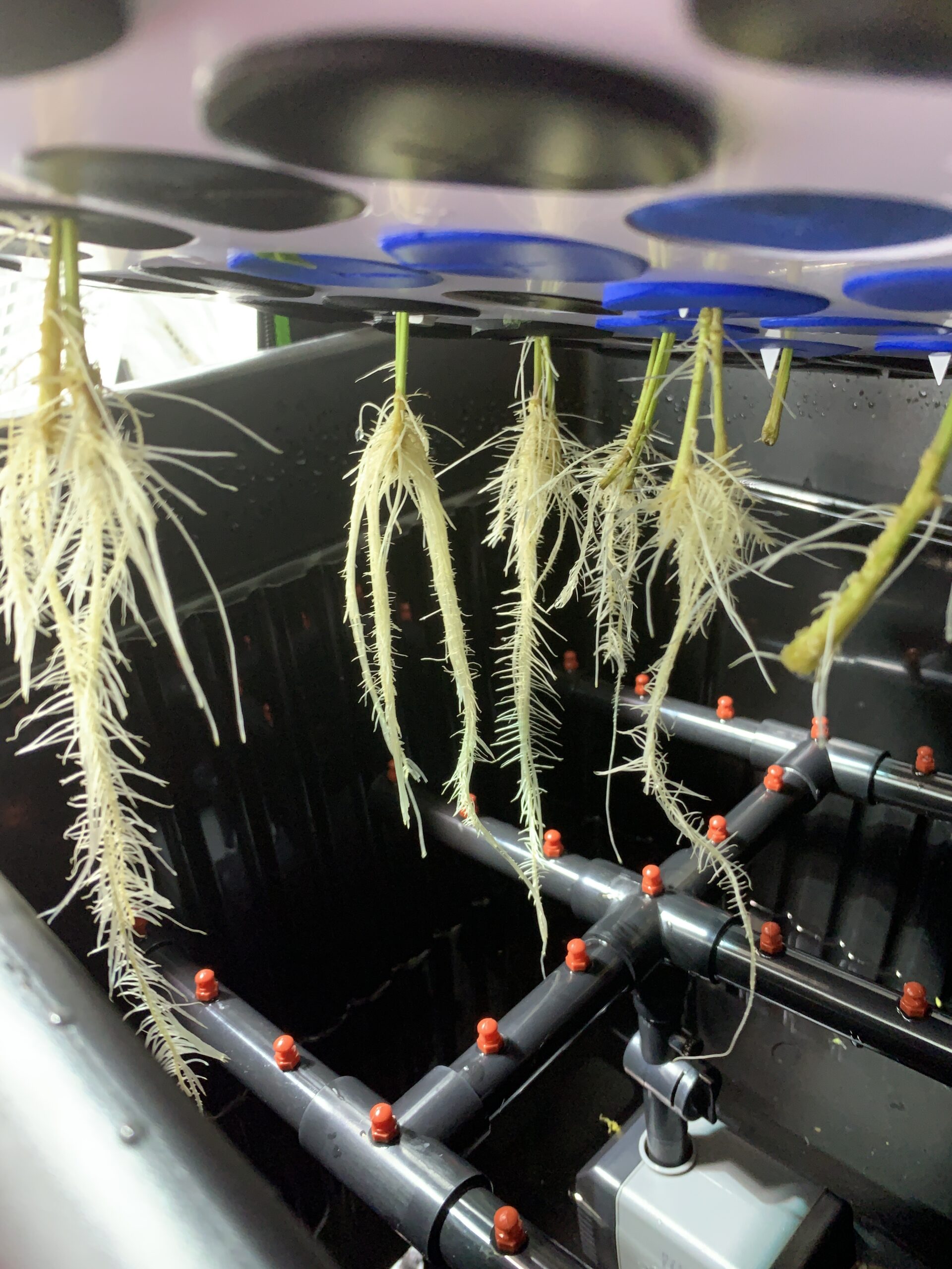 64 Site Aeroponic Cloning Machine Cloner Expect 100% Success Rates!!! customer photo 1