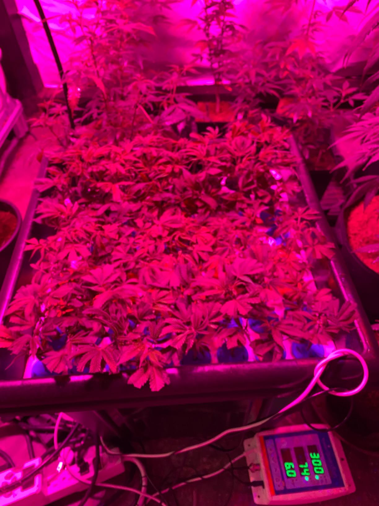 64 Site Aeroponic Cloning Machine Cloner Expect 100% Success Rates!!! customer photo 2