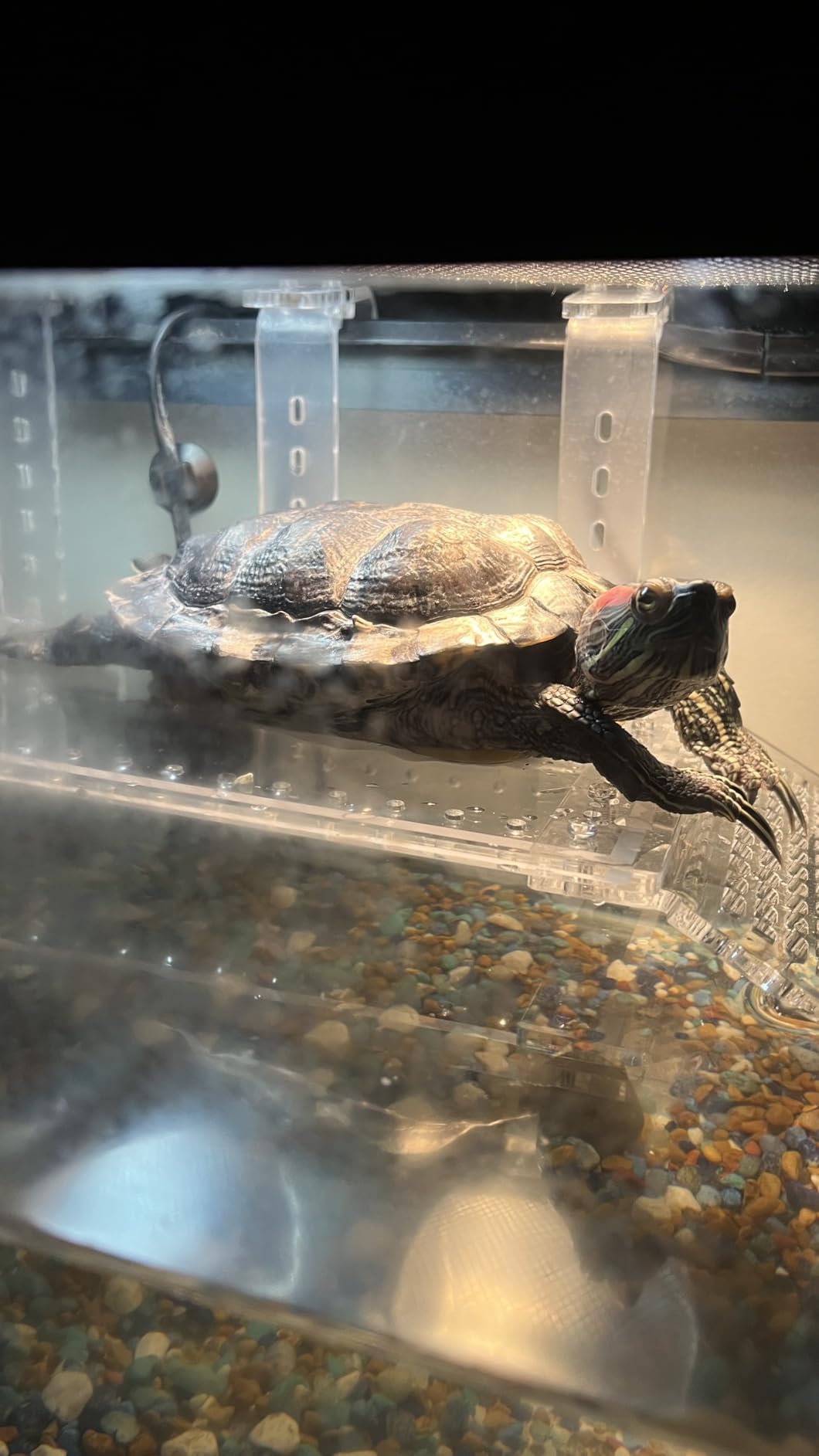 Zoo Med - Lght KIT AQTURTLE HEATUVB customer photo 1