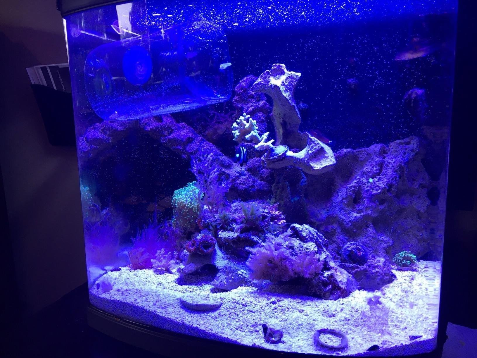 Seachem Reef Glue Cyanoacrylate Gel Coral Frag Mounting, 20g (001167) customer photo 2