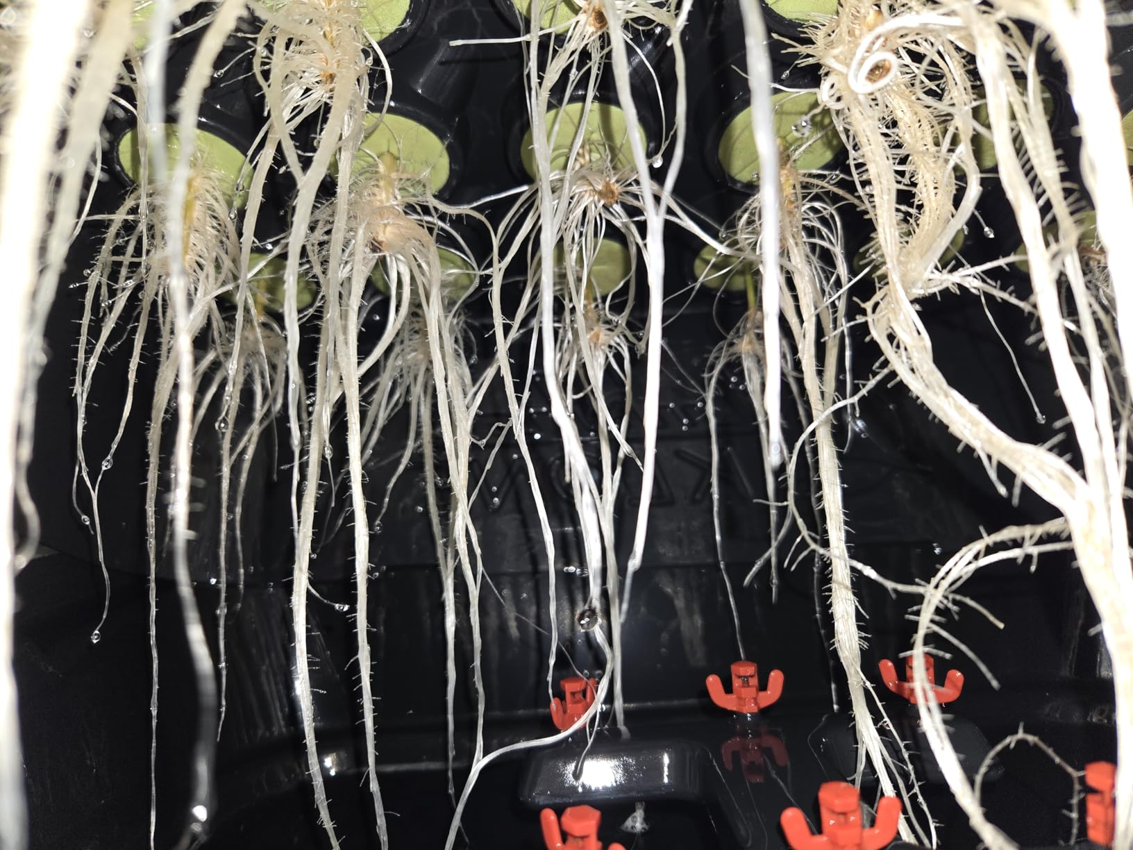 T24D Aeroponic Cloner System with Built-in Fan and Humidity Dome customer photo 1