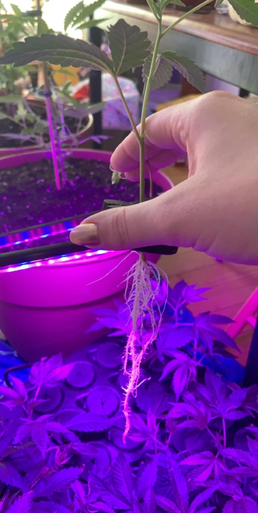 T24D Aeroponic Cloner System with Built-in Fan and Humidity Dome customer photo 2