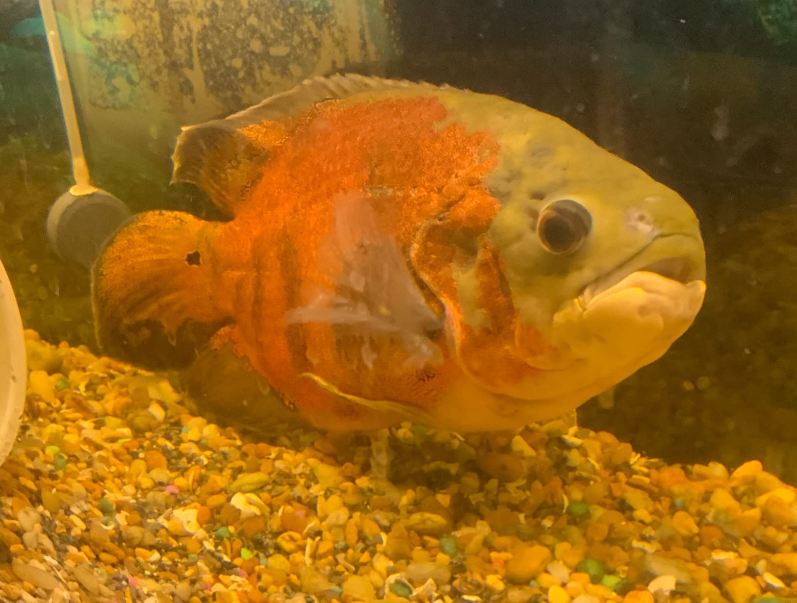 Fluval FX4 High Performance Aquarium Filter, Canister Filter for Aquariums up to 250 Gal. customer photo 2