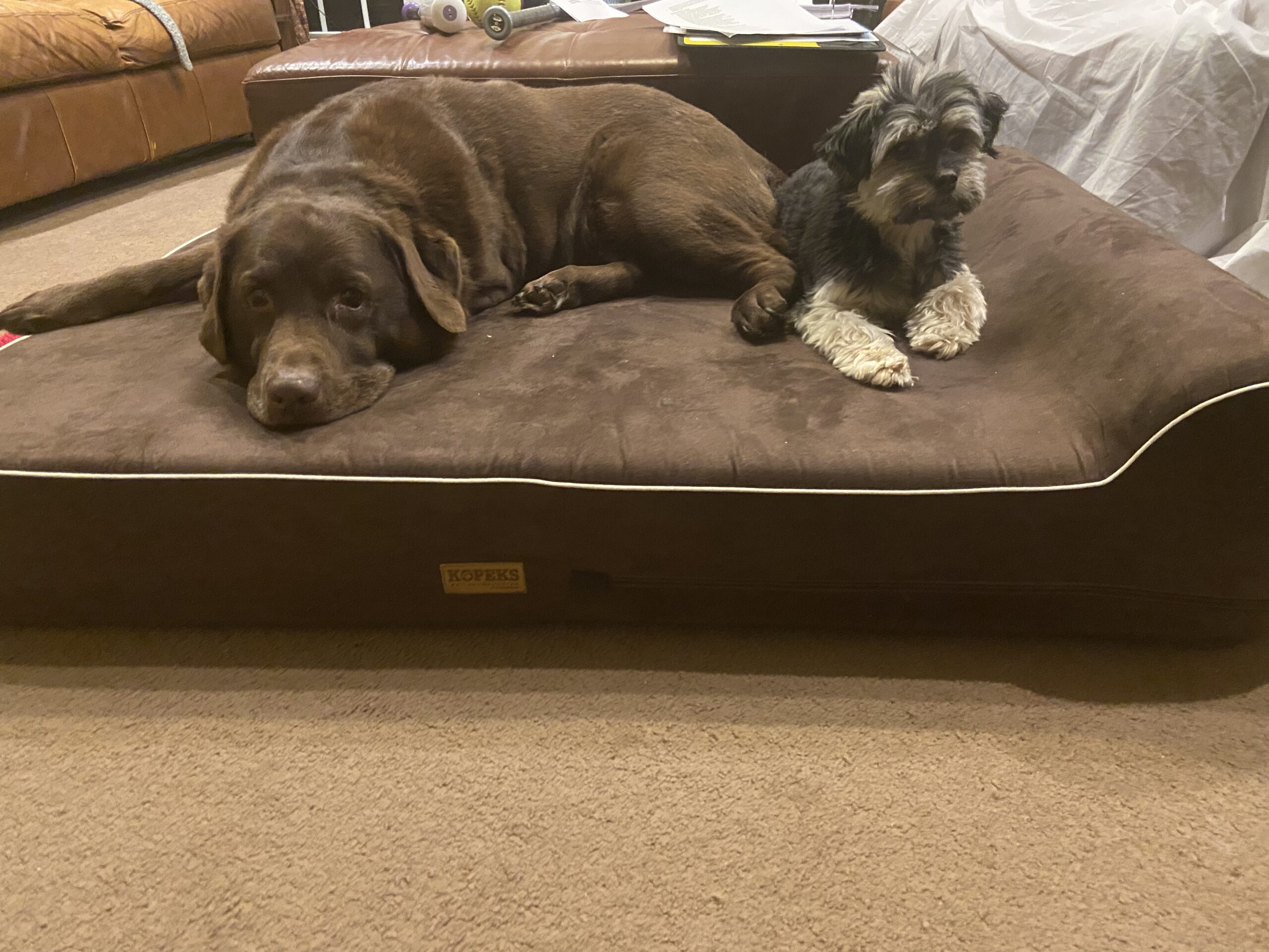 KOPEKS Orthopedic Memory Foam Dog Bed 7 Inch Thick Extra Large Dog Bed With Pillow Brown 50