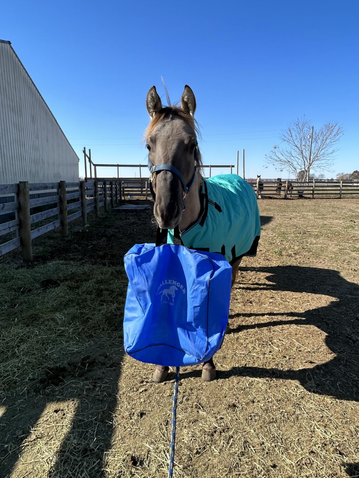 Challenger 1200D Turnout Waterproof Horse Winter Blanket Heavy 511 customer photo 2
